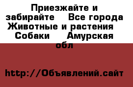 Приезжайте и забирайте. - Все города Животные и растения » Собаки   . Амурская обл.